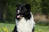 BORDER COLLIE 931